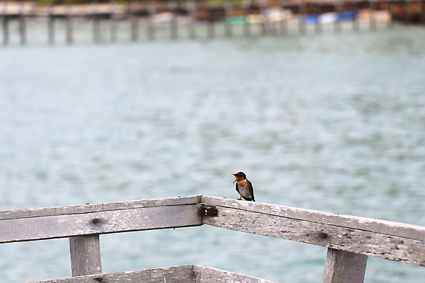 포토 JPG 해외이미지 동물 여자 야생동물 바다 여행 백그라운드 날개 의자 자연 조류 사람없음 야외 목재 초록색 물 여름 파란색 컬러풀 갈색 소리 외침 펼침 행성 흰색 나뭇가지 입 울음 작음 깃털 부름 내추럴 동물상 지리 해외포토 자연요소 나무 계절 컬러 가구 재료 모션 표정 사람 신체부위 조형물 우주 크기 생태계 파일형식 이미지허브