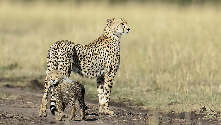 포토 JPG 해외이미지 주간 야생동물 새끼 두마리 서기 사람없음 야외 아웃포커스 육식동물 치타 해외포토 자연요소 동물 2 포유류 모션 촬영기법 파일형식 이미지허브