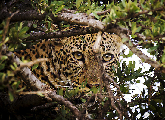포토 JPG 해외이미지 주간 한마리 응시 야생동물 나뭇잎 사람없음 야외 나뭇가지 육식동물 표범 숨기 해외포토 자연요소 나무 동물 1 시선 잎 포유류 모션 파일형식 이미지허브