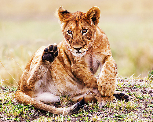 포토 JPG 해외이미지 주간 한마리 야생동물 새끼 사람없음 야외 아웃포커스 사자 육식동물 다리들기 해외포토 자연요소 동물 1 포유류 모션 촬영기법 파일형식 이미지허브