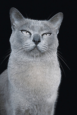 포토 JPG 해외이미지 동물 응시 새끼 백그라운드 2 장난 놀이 털 서기 앉기 동양인 사람없음 옆모습 초록색 파란색 반려동물 갈색 귀여움 초콜릿 회색 흰색 달콤 작음 모피 고립 기르기 러시아인 유래 버미즈 해외포토 서양인 시선 뷰포인트 컬러 컨셉 모션 디저트 인종 고양이 맛 크기 돌봄 파일형식 이미지허브