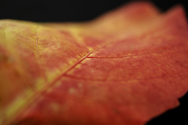 포토 JPG 해외이미지 디자인 계절 단풍 잎 패턴 오렌지 호박 프레임 사람없음 장식 빨간색 컬러풀 노란색 할로윈 수확 가을 흰색 시골 인사 신용카드 변화 황금 떨어짐 9월 11월 질감 레이아웃 심플 머리위 색동 시들음 정맥 10월 고립 구성 옛날 정물화 파스텔톤 노화 카피스페이스 미니멀리스트 해외포토 식물 컬러 컨셉 무늬 농업 채소 과일 금융 공백 예절 날짜 그림 혈관 파일형식 이미지허브