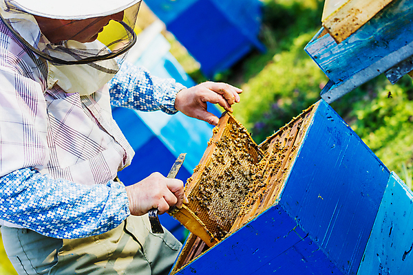 포토 JPG 해외이미지 백인 직업 유럽 곤충 농업 자연 노동자 프레임 사람없음 야외 농장 머리빗 업무 작업 꿀벌 벌 통제 유기농 꿀 벌집 내추럴 밀랍 식민지 양봉 양봉장 해외포토 서양인 동물 웰빙 나라 산업 미용용품 벌_곤충 생태계 파일형식 이미지허브