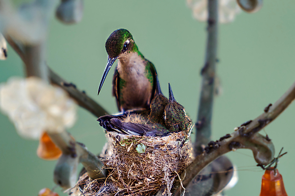 포토 JPG 해외이미지 여자 야생동물 날개 자연 조류 엄마 병아리 사람없음 초록색 여름 컬러풀 아기 신생아 둥지 작음 깃털 비둘기 벌새 수유 이국적 해외포토 동물 계절 컬러 가족 사람 크기 생태계 파일형식 이미지허브