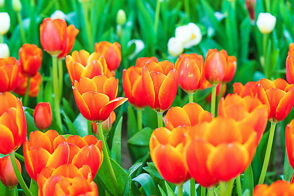 포토 JPG 해외이미지 잎 사람없음 야외 햇빛 정원 주황색 봄 튤립 해외포토 식물 계절 꽃 컬러 태양 파일형식 이미지허브