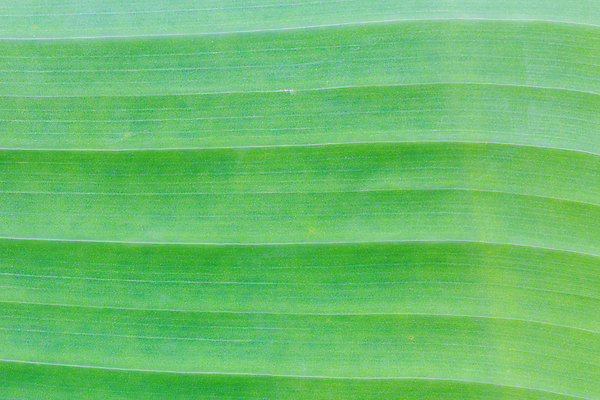 포토 JPG 해외이미지 나무 식물 디자인 계절 아시아 선 백그라운드 컨셉 잎 꽃무늬 패턴 자연 벽지 추상 세포 바나나 사람없음 초록색 여름 우주 환경 정원 봄 성장 신선 숲 묘사 유기농 질감 심플 내추럴 엘리먼트 파피루스 해외포토 웰빙 꽃 나라 컬러 무늬 과일 생태계 파일형식 이미지허브