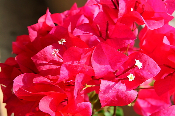 포토 JPG 해외이미지 식물 꽃잎 꽃 행복 분홍색 꽃다발 백그라운드 꽃무늬 오렌지 자연 기념 3 사람없음 장식 빨간색 초록색 파란색 컬러풀 머리 정원 보라색 봄 성장 벚꽃 신선 개화 닫기 꽃집 허브 제비꽃 원예 내추럴 고립 비올라 해외포토 계절 감정 컬러 무늬 과일 모션 취미 신체부위 상점 생태계 파일형식 찰현악기 이미지허브