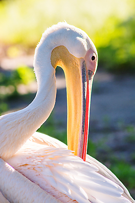 포토 JPG 해외이미지 동물 1 공원 야생동물 바다 분홍색 백그라운드 자연 조류 휴식 건조 동물원 사람없음 옆모습 초록색 컬러풀 노란색 머리 정원 흰색 우아함 큼 펠리컨 깃털 질감 부리 주말 제비 내추럴 해외포토 공공시설 뷰포인트 컬러 컨셉 신체부위 크기 생태계 파일형식 이미지허브