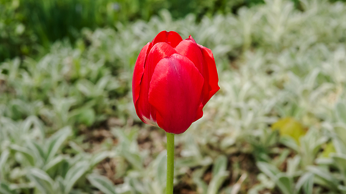 포토 JPG 해외이미지 식물 디자인 배너 계절 꽃잎 꽃 줄기 분홍색 꽃다발 결혼 백그라운드 잎 꽃무늬 밭 일러스트 자연 하늘 휴가 부활절 선물 사랑 미술 풍경 사람없음 장식 빨간색 초록색 여름 파란색 빛 세트 컬러풀 햇빛 태양 노란색 정원 보라색 봄 튤립 벚꽃 흰색 축하 인사 신선 신용카드 생일 5월 다발 네덜란드 엽서 내추럴 고립 스타일 해외포토 자연요소 기념일 감정 유럽 컬러 컨셉 무늬 농업 문화예술 이벤트 금융 예절 날짜 편지 생태계 파일형식 이미지허브
