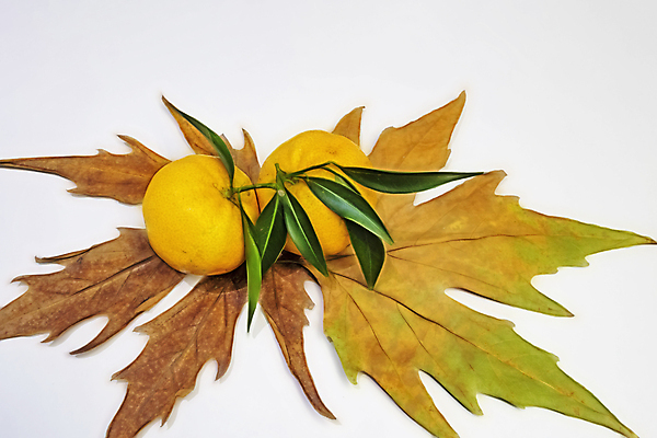 포토 JPG 해외이미지 잡화 계절 음식 백그라운드 컨셉 잎 겨울 농업 다이어트 오렌지 과일 자연 벽지 귤 건강 종류 사람없음 노란색 주스 에너지 수확 신선 달콤 농부 상품 지중해 먹기 유기농 원예 날것 모음 성분 내추럴 비타민C 섞기 숙성 채식주의자 많음 디톡스 해외포토 식물 직업 웰빙 산업 음료 바다 컬러 모션 취미 한글 맛 생태계 채식 비타민 파일형식 이미지허브