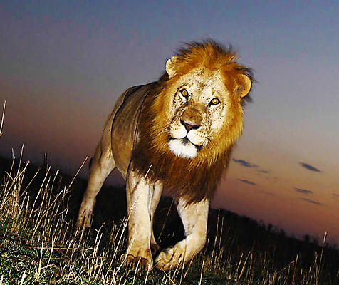 포토 JPG 해외이미지 구름 한마리 응시 야생동물 하늘 초원 사람없음 야외 야간 육식동물 숫사자 해외포토 자연요소 동물 1 시선 사자 수컷 파일형식 이미지허브