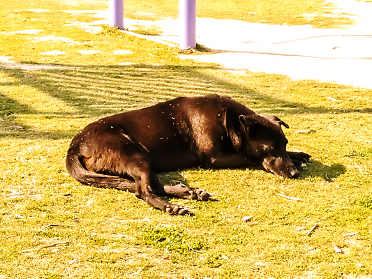 포토 JPG 해외이미지 동물 응시 여자 행복 얼굴 백그라운드 일러스트 포유류 자연 주택 털 사람 앉기 성인 사람없음 야외 초록색 반려동물 세트 갈색 머리 흰색 그룹 개 강아지 작음 테리어 래브라도리트리버 사인 송곳니 고립 기르기 유래 해외포토 시선 감정 컬러 모션 건물 신체부위 리트리버 치아 크기 생태계 돌봄 파일형식 이미지허브