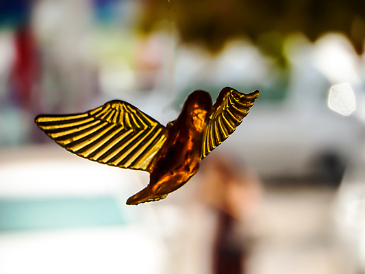 포토 JPG 해외이미지 백그라운드 조류 모바일 매달리기 사람없음 흰색 아기 땅 사인 해외포토 동물 컬러 모션 사람 파일형식 이미지허브