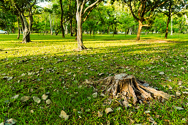 포토 JPG 해외이미지 나무 식물 디자인 공원 꽃 밭 태국 자연 하늘 아침 풍경 잔디 사람없음 초록색 여름 햇빛 정원 봄 오픈 숲 땅 자르기 내추럴 깨짐 분실 해외포토 주간 계절 공공시설 아시아 컬러 컨셉 농업 모션 태양 생태계 파일형식 이미지허브