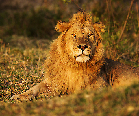 포토 JPG 해외이미지 주간 한마리 응시 야생동물 사람없음 야외 소프트포커스 육식동물 숫사자 해외포토 자연요소 동물 1 시선 촬영기법 사자 수컷 파일형식 이미지허브