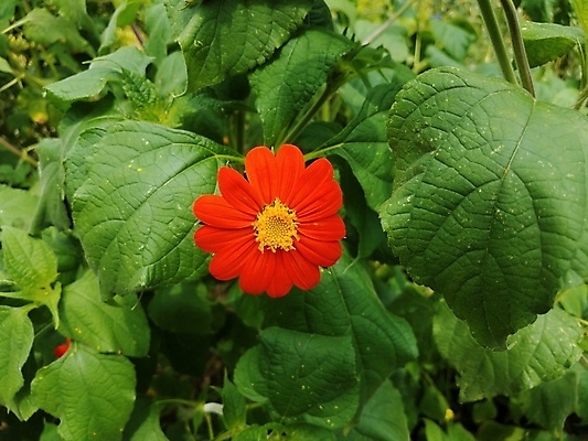 포토 JPG 해외이미지 식물 꽃잎 꽃 잎 오렌지 자연 사람없음 야외 초록색 노란색 봄 벚꽃 개화 해외포토 계절 컬러 과일 생태계 파일형식 이미지허브