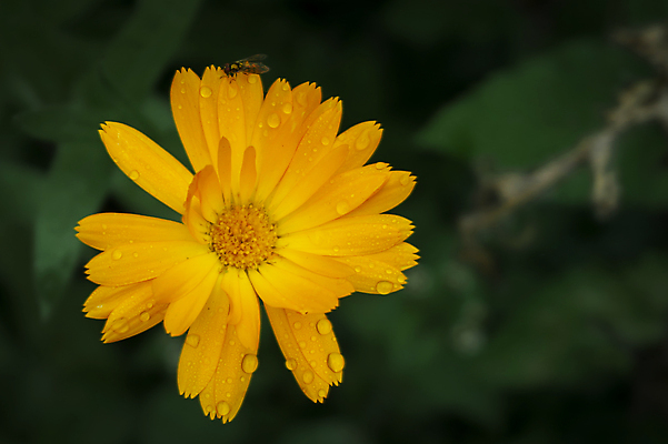 포토 JPG 해외이미지 식물 계절 꽃잎 꽃 백그라운드 잎 꽃무늬 자연 사람없음 초록색 물 컬러풀 노란색 우주 정원 봄 활발 젖음 흐름 벚꽃 물방울 신선 액체 개화 떨어짐 정상 이슬 수분 빗방울 부드러움 내추럴 해외포토 자연요소 컬러 컨셉 무늬 감각 비_날씨 생태계 파일형식 이미지허브