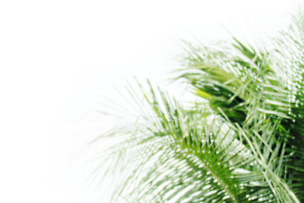 포토 JPG 해외이미지 나무 식물 구름 모래 바다 섬 여행 백그라운드 컨셉 잎 자연 탁자 하늘 추상 휴가 휴식 바닥 손바닥 풍경 사람없음 목재 초록색 물 여름 파란색 빛 햇빛 태양 우주 환경 맑음 봄 흰색 나뭇가지 신선 널 소프트포커스 보케 부드러움 코코넛 내추럴 블러 해외포토 자연요소 손 계절 컬러 가구 무늬 과일 재료 날씨 촬영기법 감각 생태계 파일형식 이미지허브