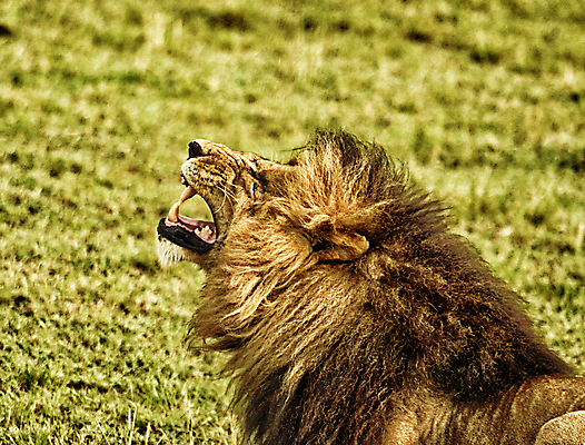 포토 JPG 해외이미지 주간 한마리 야생동물 초원 사람없음 야외 육식동물 숫사자 포효 해외포토 자연요소 동물 1 외침 사자 수컷 파일형식 이미지허브