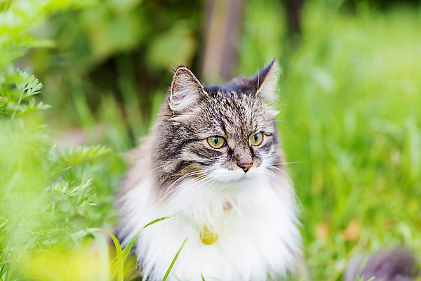 포토 JPG 해외이미지 동물 응시 얼굴 야생동물 포유류 자연 휴식 털 앉기 잔디 사람없음 야외 초록색 반려동물 고양이 가축 회색 흰색 표현 집중 보케 장면 솜털 주목 해외포토 식물 시선 컬러 컨셉 모션 신체부위 생태계 파일형식 이미지허브