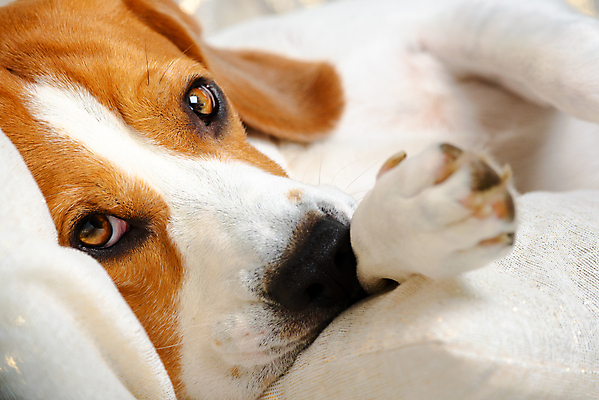 포토 JPG 해외이미지 동물 얼굴 백그라운드 포유류 자연 휴식 실내 피곤 사람없음 빨간색 반려동물 갈색 꿈 잠 개 묘사 코 꼬리 사냥개 비글 주둥이 송곳니 총구 해외포토 컬러 컨셉 내부 신체부위 치아 생태계 파일형식 이미지허브