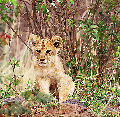 포토 JPG 해외이미지 주간 한마리 야생동물 새끼 사람없음 야외 아웃포커스 돌_바위 풀 사자 육식동물 해외포토 자연요소 식물 동물 1 포유류 촬영기법 파일형식 이미지허브