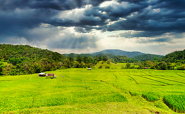 포토 JPG 해외이미지 식물 계절 아시아 음식 백그라운드 잎 농업 태국 자연 하늘 밥 산 동양인 풍경 사람없음 야외 초록색 농작물 농장 농경지 평화 일출 환경 일몰 흙 수확 성장 시골 신선 낟알 땅 언덕 유기농 내추럴 논밭 밭일 해외포토 웰빙 나라 산업 컬러 컨셉 밭 논 인종 노을 생태계 파일형식 이미지허브