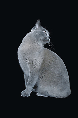 포토 JPG 해외이미지 동물 응시 새끼 백그라운드 2 장난 놀이 털 서기 앉기 동양인 사람없음 옆모습 초록색 파란색 반려동물 갈색 귀여움 초콜릿 회색 흰색 달콤 작음 모피 고립 기르기 러시아인 유래 버미즈 해외포토 서양인 시선 뷰포인트 컬러 컨셉 모션 디저트 인종 고양이 맛 크기 돌봄 파일형식 이미지허브