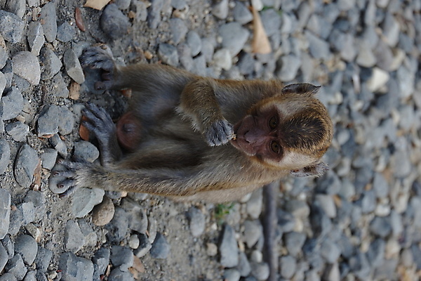포토 JPG 해외이미지 나무 동물 응시 공원 아시아 얼굴 야생동물 음식 여행 포유류 가족 자연 털 동물원 앉기 동양인 사람없음 야외 초록색 갈색 회색 원숭이 표현 아기 숲 작음 먹기 꼬리 인도네시아 서식지 유인원 동물상 해외포토 식물 시선 공공시설 나라 컬러 관계 모션 사람 인종 신체부위 조형물 크기 생태계 파일형식 이미지허브