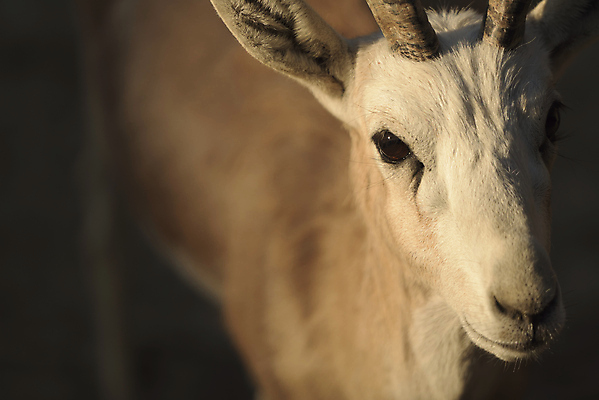 포토 JPG 해외이미지 동물 1 남자 야생동물 이동 포유류 모션 아프리카 자연 초식동물 건조 종류 사람없음 공중 옆모습 달리기 환경 점프 봄 사막 비행 오픈 황무지 보호 사파리 영양 멸종 서식지 남쪽 내추럴 가젤 대패 동물상 칼라하리 해외포토 계절 나라 뷰포인트 컨셉 사람 조형물 방향 생태계 파일형식 이미지허브