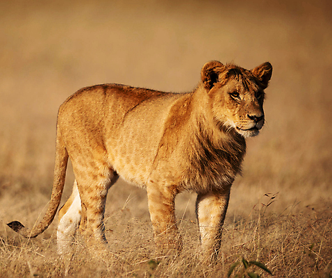 포토 JPG 해외이미지 주간 한마리 야생동물 서기 사람없음 야외 아웃포커스 육식동물 암사자 해외포토 자연요소 동물 1 모션 촬영기법 사자 암컷 파일형식 이미지허브