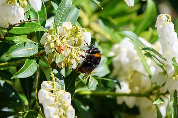 포토 JPG 해외이미지 꽃 야생동물 음식 분홍색 곤충 날개 자연 사람없음 초록색 여름 노란색 검은색 벚꽃 수분 벌 꽃가루 꿀 엉겅퀴 고립 호박벌 해외포토 식물 동물 계절 컬러 벌_곤충 가루 생태계 파일형식 이미지허브