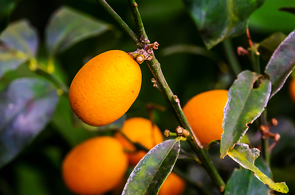 포토 JPG 해외이미지 나무 식물 아시아 백그라운드 잎 농업 오렌지 과일 자연 귤 종류 동양인 사람없음 장식 초록색 정원 중국 성장 개화 관목 원예 상록수 베어링 식용 이국적 해외포토 꽃 나라 산업 컬러 인종 취미 생태계 파일형식 이미지허브