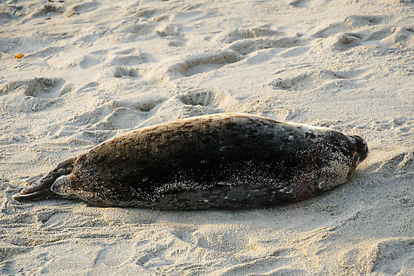 포토 JPG 해외이미지 동물 여자 야생동물 모래 파도 바다 여행 포유류 자연 휴가 휴식 주택 사람 사람없음 물 여름 파란색 항구 회색 도시 만 사자 물개 캘리포니아 서식지 인기 해외포토 자연요소 계절 컬러 컨셉 교통시설 건물 미국 바다동물 생태계 파일형식 이미지허브