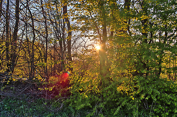 포토 JPG 해외이미지 나무 구름 공원 실루엣 호수 바다 여행 백그라운드 오렌지 자연 하늘 아침 파노라마 풍경 사람없음 빨간색 물 여름 파란색 강 컬러풀 햇빛 태양 반사 노란색 평화 일출 침묵 황혼 일몰 새벽 안개 저녁 숲 명상 감탄 수평선 해외포토 주간 자연요소 식물 계절 공공시설 컬러 컨셉 과일 날씨 촬영기법 노을 소리 야간 생태계 파일형식 이미지허브