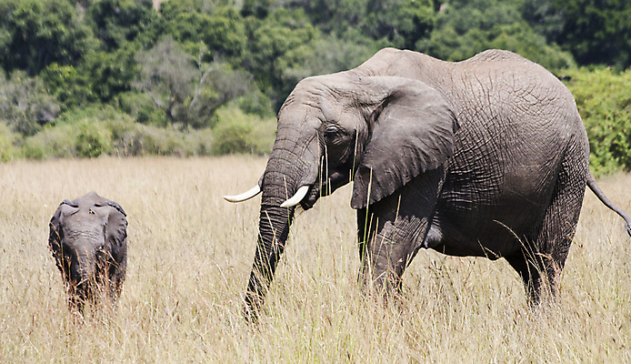 포토 JPG 해외이미지 주간 야생동물 새끼 두마리 초식동물 코끼리 초원 사람없음 야외 해외포토 자연요소 동물 2 포유류 파일형식 이미지허브
