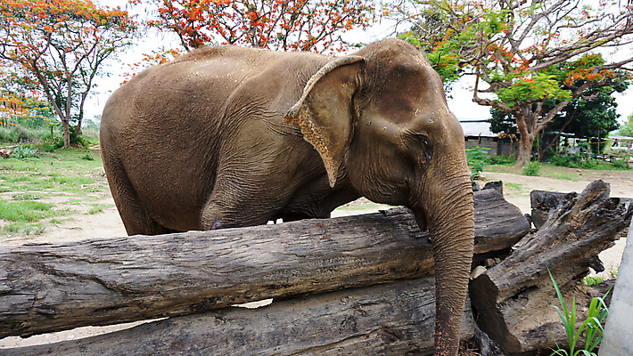 포토 JPG 해외이미지 동물 공원 아시아 야생동물 여행 포유류 태국 자연 코끼리 동물원 동양인 성인 사람없음 야외 환경 시골 아기 그룹 구출 보호 군중 울음 큼 사파리 대나무 눈물 호기심 귀 부드러움 멸종 내추럴 돌봄 보호구역 수유 해외포토 나무 공공시설 감정 나라 컨셉 모션 표정 사람 인종 신체부위 도움 감각 크기 생태계 구역 파일형식 이미지허브