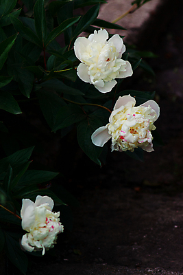포토 JPG 해외이미지 식물 꽃잎 꽃 분홍색 결혼 잎 전구 자연 벽지 결혼식 따뜻함 발렌타인데이 3 그림자 사람없음 장식 빨간색 초록색 장미 정원 보라색 검은색 어둠 벚꽃 나뭇가지 신선 개화 우아함 다발 배열 심볼 원예 향기 부드러움 작약 미니멀 해외포토 나무 컬러 컨셉 데이이벤트 이벤트 취미 감각 생태계 냄새 파일형식 이미지허브