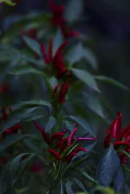 포토 JPG 해외이미지 스튜디오촬영 식물 음식 채소 자연 고추 파프리카 사람없음 가로 빨간색 컬러풀 한개 활발 모임 수확 가을 신선 뜨거움 자르기 향신료 유기농 매움 건강식 숙성 카피스페이스 해외포토 1 웰빙 계절 컬러 컨셉 농업 모션 실내 공백 맛 생태계 향미료 파일형식 이미지허브