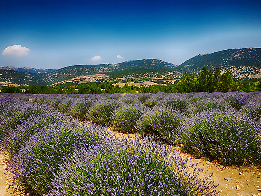 포토 JPG 해외이미지 식물 계절 꽃 밭 풍경 사람없음 초록색 여름 태양 보라색 스파 화장품 성장 뜨거움 생태계 향기 라벤더 칠면조 7월 내추럴 튀르키예 해외포토 자연요소 아시아 컬러 농업 조류 뷰티 날짜 허브 냄새 파일형식 이미지허브