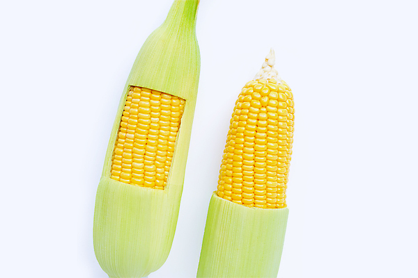 포토 JPG 해외이미지 실내 옥수수 사람없음 두개 흰배경 옥수수껍질 해외포토 백그라운드 2 곡류 내부 껍질 흰색 파일형식 이미지허브