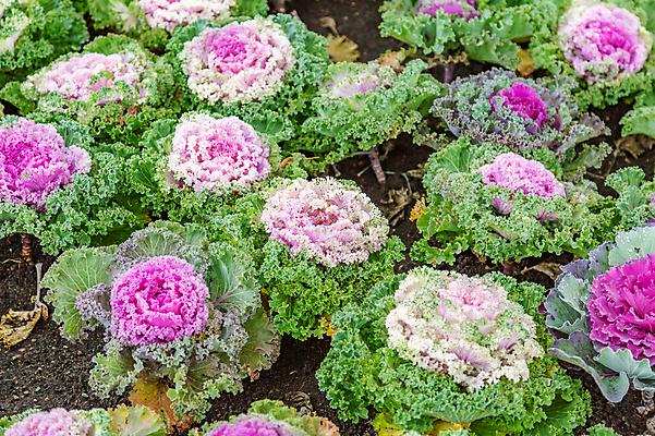 포토 JPG 해외이미지 식물 계절 공원 꽃잎 꽃 줄기 백그라운드 단풍 잎 꽃무늬 자연 사람없음 초록색 컬러풀 환경 정원 벚꽃 가을 신선 개화 닫기 내추럴 뒤뜰 온실 해외포토 공공시설 컬러 무늬 모션 생태계 파일형식 이미지허브