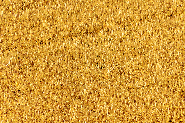 포토 JPG 해외이미지 식물 계절 음식 빵 백그라운드 밭 농업 자연 하늘 건조 건강 옥수수 씨앗 풍경 사람없음 여름 농작물 농장 노란색 환경 수확 성장 흰색 시골 황금 낟알 시리얼 밀 유기농 보리 귀 밀짚 내추럴 고립 숙성 식용 호밀 해외포토 웰빙 산업 컬러 곡류 신체부위 짚 생태계 파일형식 이미지허브