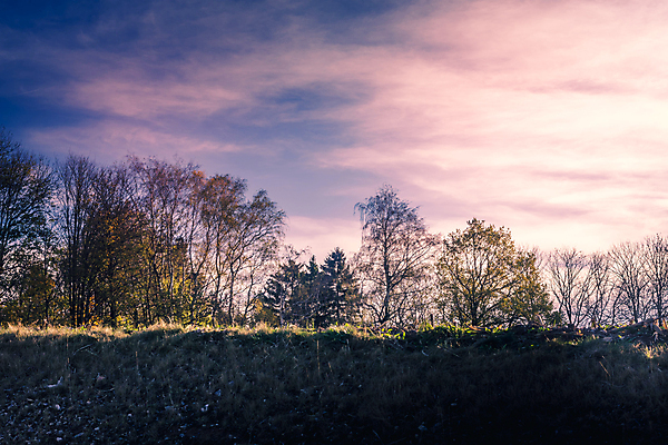 포토 JPG 해외이미지 나무 구름 계절 실루엣 분홍색 백그라운드 낙엽 밭 자연 하늘 날씨 풍경 사람없음 컬러풀 보라색 황혼 일몰 가을 나뭇가지 시골 황무지 저녁 숲 삼림지대 목가 해외포토 자연요소 식물 컬러 잎 농업 촬영기법 노을 야간 생태계 파일형식 이미지허브