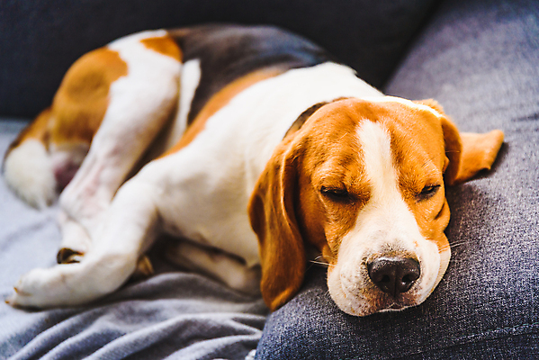 포토 JPG 해외이미지 동물 행복 백그라운드 포유류 휴식 주택 실내 따뜻함 피곤 사람없음 내부 반려동물 소파 갈색 방 슬픔 흰색 침대 잠 휴게실 개 코 사냥개 비글 주둥이 송곳니 거짓말 기르기 우울증 유래 안락 해외포토 감정 컬러 가구 컨셉 의자 건물 신체부위 치아 질병 돌봄 파일형식 이미지허브