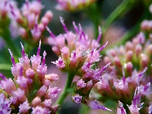 포토 JPG 해외이미지 꽃 음식 백그라운드 잎 채소 재료 자연 건강 사람없음 초록색 여름 약 정원 성장 흰색 신선 습지 약초 질병 인도인 허브 성분 테라피 내추럴 돌봄 이국적 추출 해외포토 외국인 식물 계절 컬러 의학 모션 동양인 뷰티 풀_식물 생태계 파일형식 이미지허브