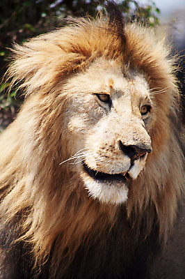 포토 JPG 해외이미지 주간 한마리 응시 야생동물 근접촬영 사람없음 야외 육식동물 숫사자 해외포토 자연요소 동물 1 시선 뷰포인트 사자 수컷 파일형식 이미지허브