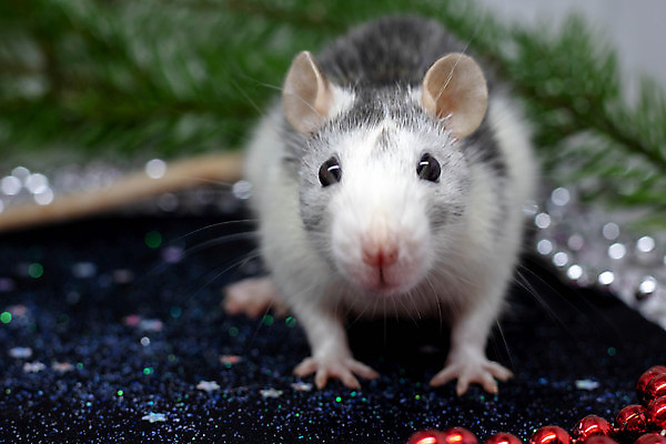 포토 JPG 해외이미지 컨셉 사람없음 쥐 엿보기 심볼 숨기 해외포토 모션 설치류 파일형식 이미지허브