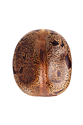 포토 JPG 해외이미지 나무 식물 산업 아시아 농업 태국 자연 씨앗 풍경 사람없음 컵 농작물 농장 우유 성장 나뭇가지 신선 막대기 사발 떨어짐 냄비 숲 열대우림 자르기 수집 날것 타이어 브라질 고무 내추럴 라텍스 공급 해외포토 식기 나라 컨셉 모션 유제품 사기그릇 남아메리카 솥 생태계 파일형식 이미지허브