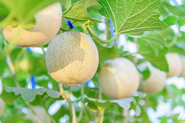 포토 JPG 해외이미지 나무 식물 줄 음식 잎 밭 농업 채소 과일 태국 자연 수박 실내 건강 사람없음 야외 초록색 농장 농경지 환경 정원 일본 수확 성장 신선 그물 달콤 멜론 유기농 원예 날것 내추럴 밭일 숙성 온실 줄서기 해외포토 웰빙 산업 아시아 컬러 모션 취미 내부 맛 생태계 파일형식 이미지허브
